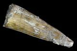 Fossil Crocodile (Goniopholis) Tooth - Aguja Formation, Texas #116674-1